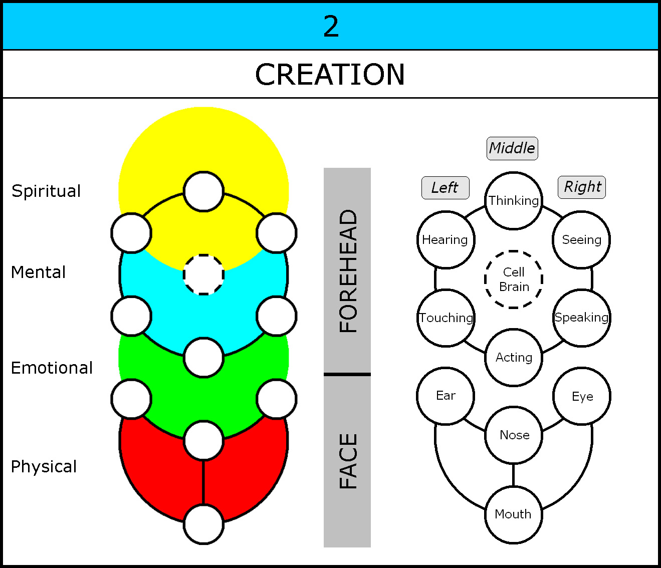 Chart-030-4 Levels-Creation-Organs