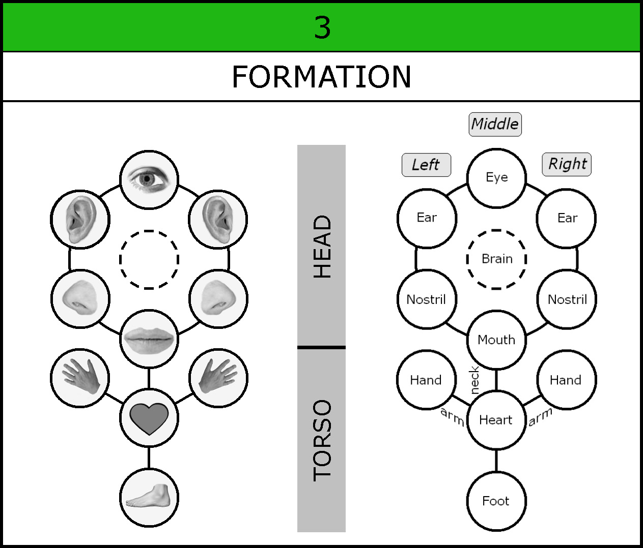 Chart-031-Formation-Organs-002