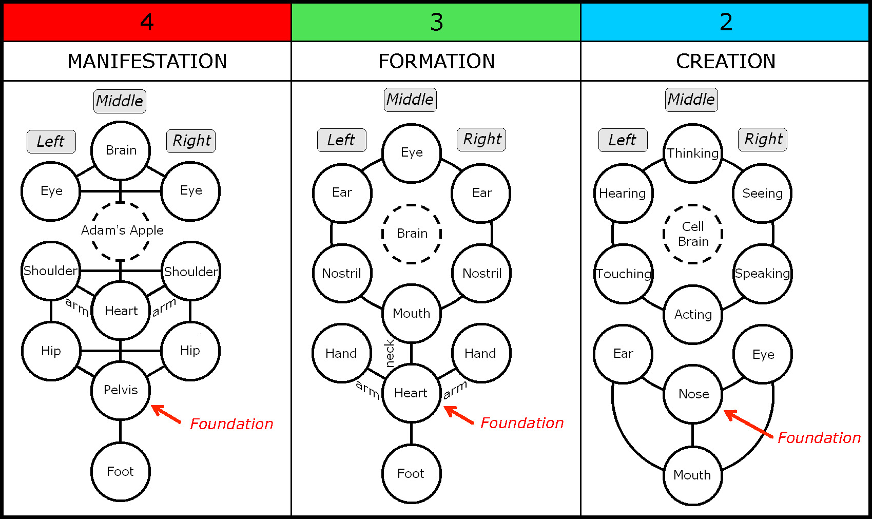 Chart-040-MFC-Foundation and Organs-002