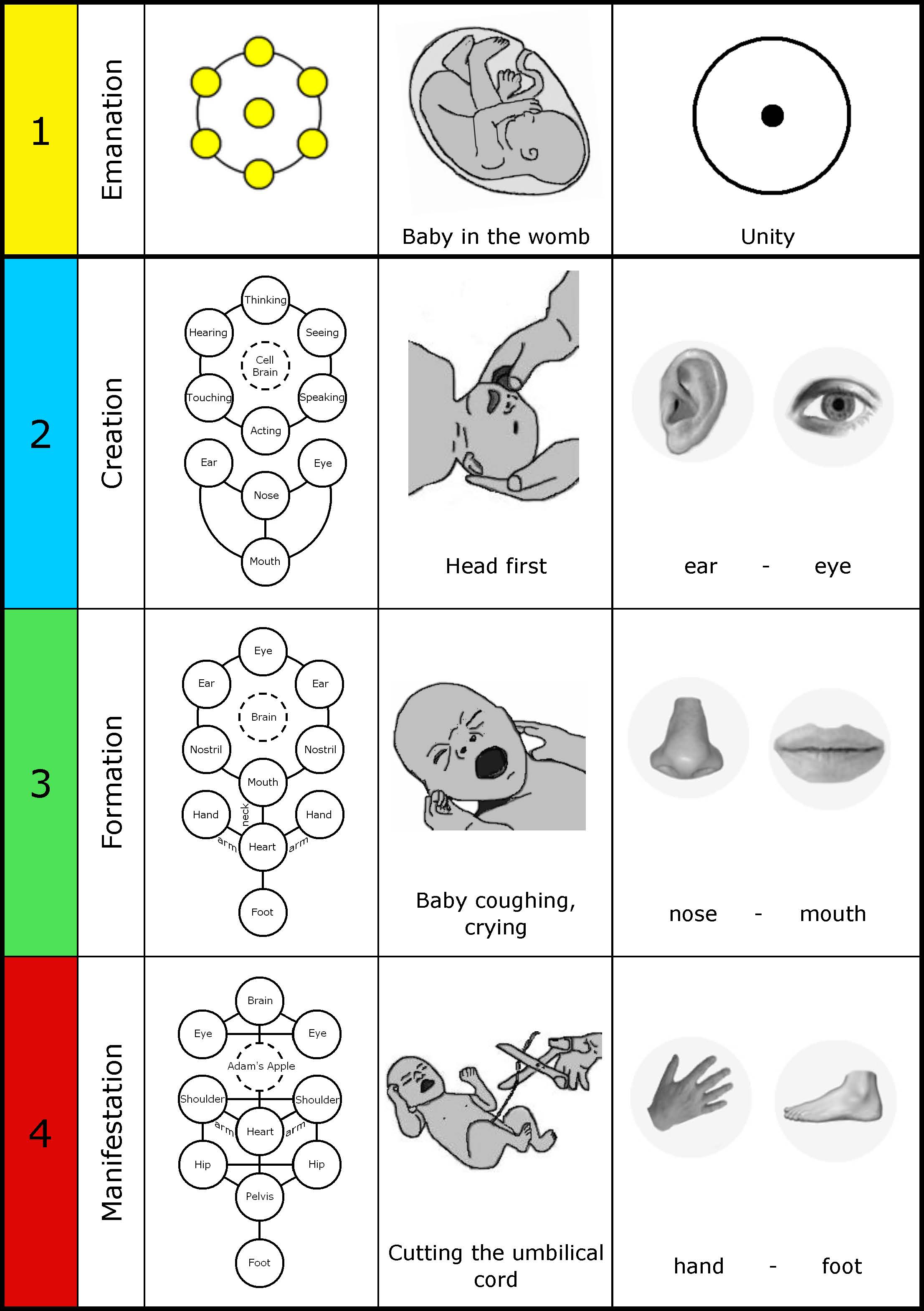 Chart-013-C0mmunication MF Organs Baby003
